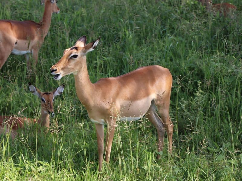 A herd of impalas grazing peacefully in a vibrant green field.