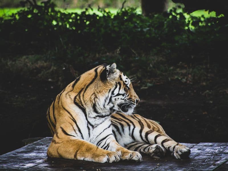 A stunning depiction of a tiger relaxing on a platform amidst lush greenery.