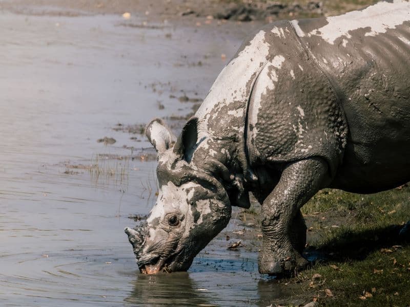 A majestic rhinoceros refreshes itself at a water body, covered in mud.
