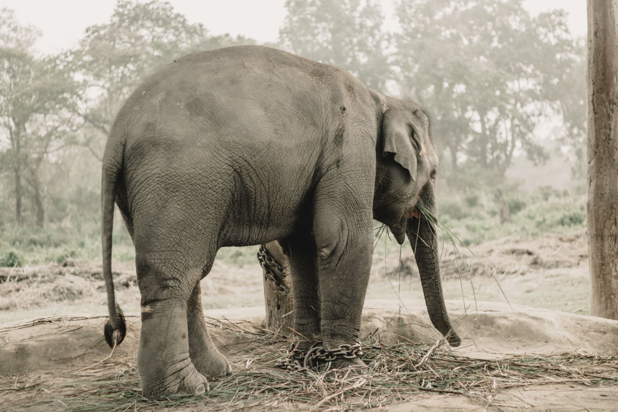 Asian elephant standing outdoors in Chitwan National Park, Nepal, showcasing its majestic stature.