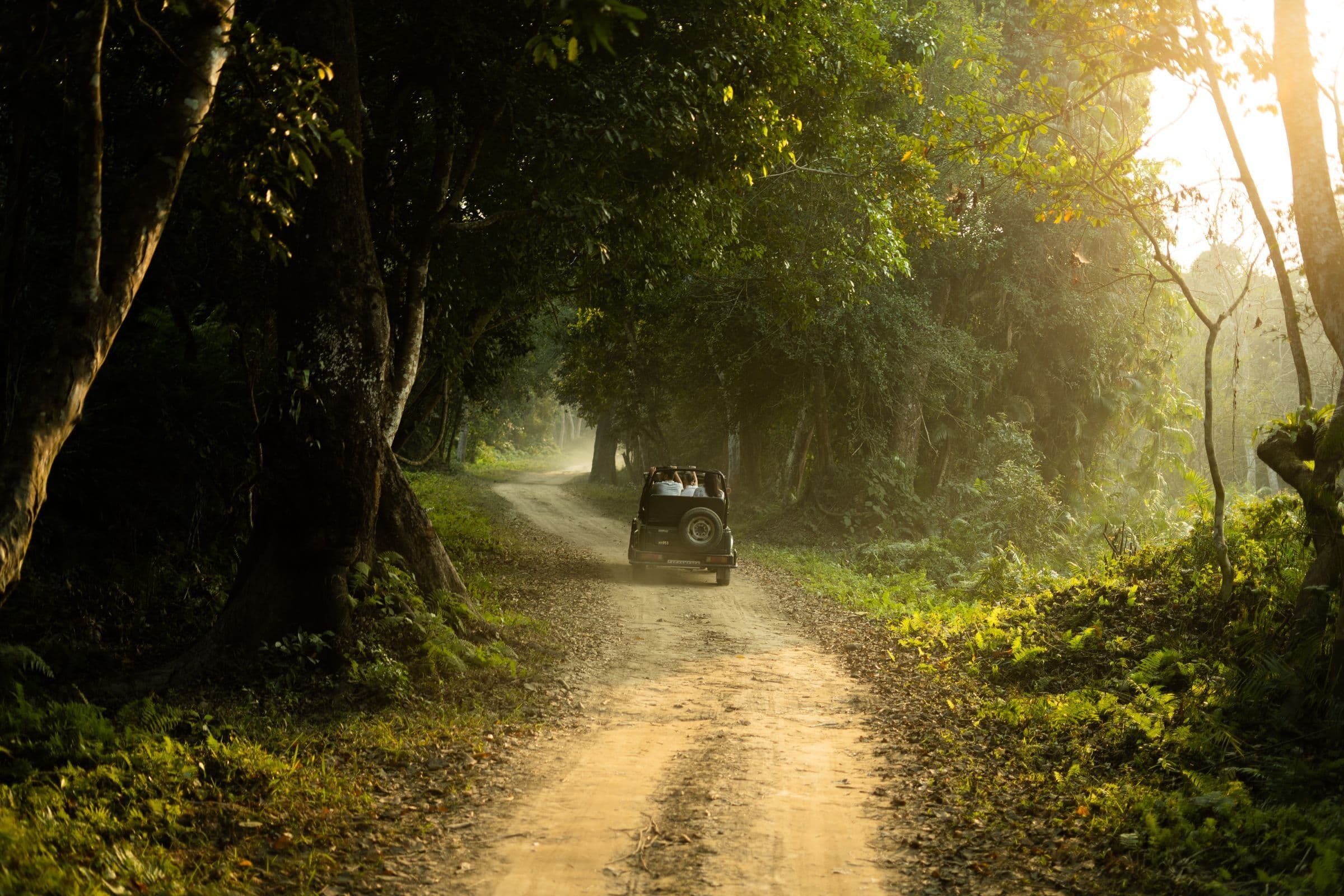 A jeep drives through a sunlit forest, capturing a serene adventure scene.