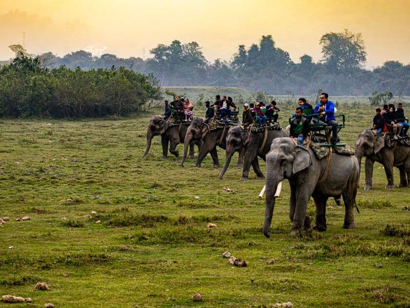 Tourists enjoy an elephant safari in a lush natural landscape at sunset.
