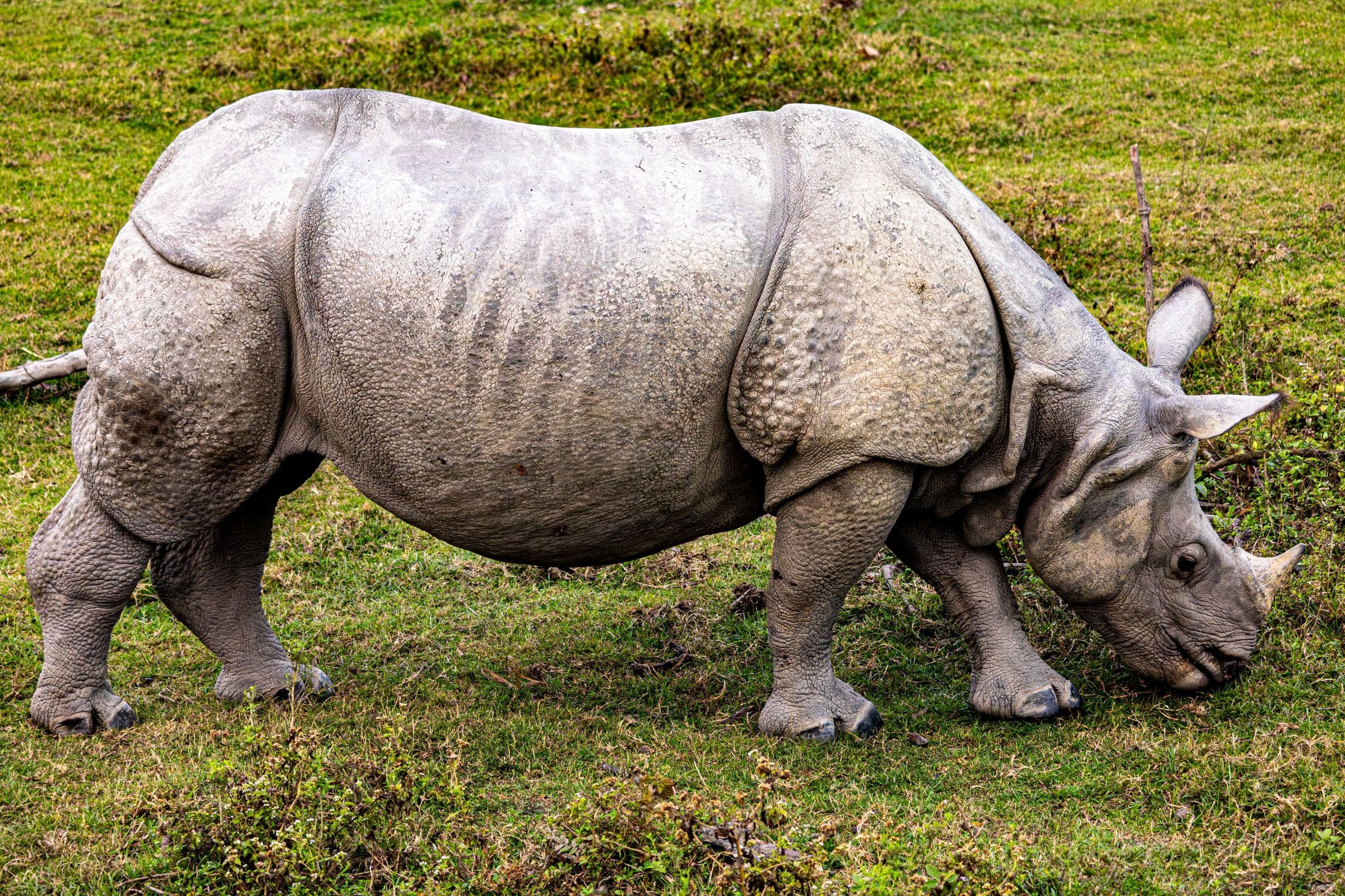 Close-up of an Indian rhinoceros grazing on a green grassland.
